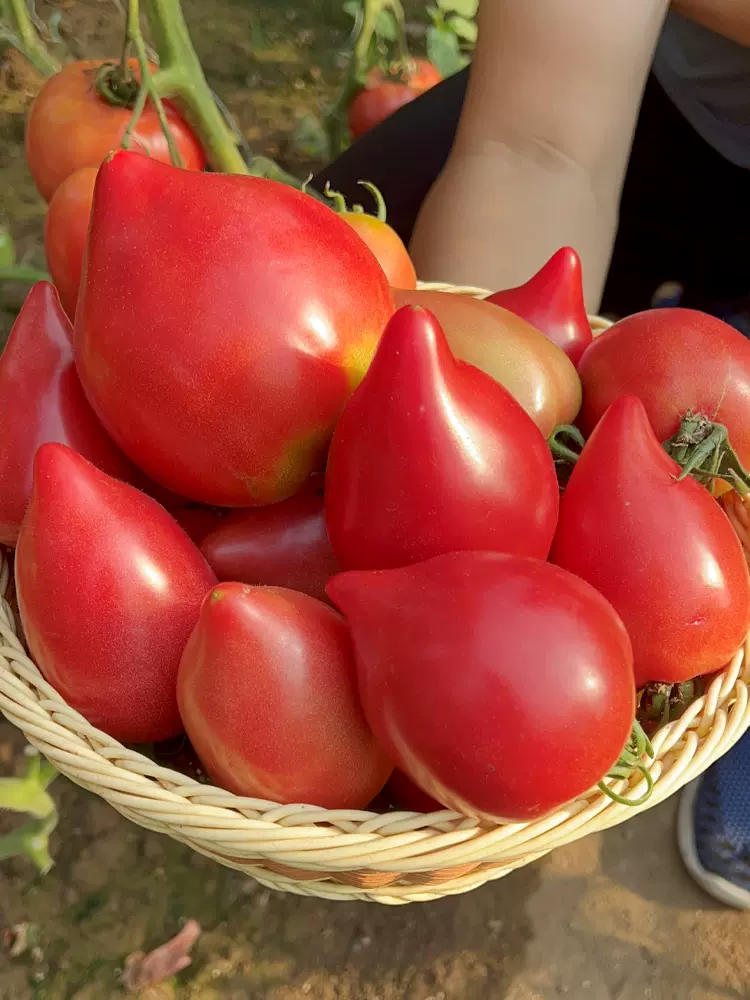 Mango Honey Tomato Seeds