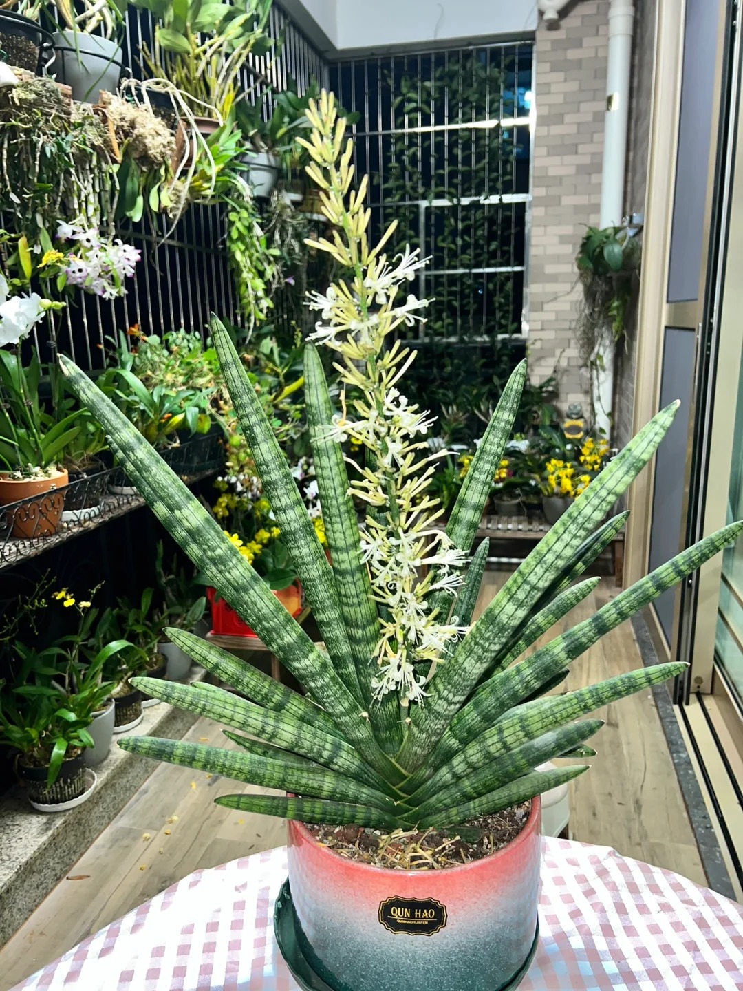 🎉Last Day 80% OFF🌿Sansevieria cylindrica 'Golden' | Rare Collector-Grade Snake Plant