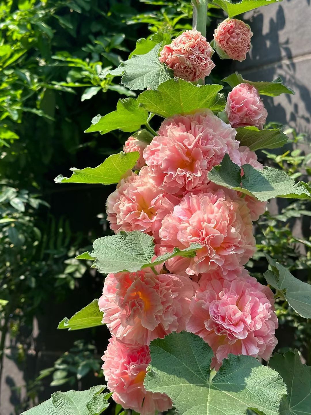 🌸Last Day Sale - 50% OFF💐Mix Color Double Hollyhock Seeds