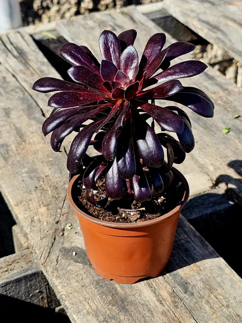 🎁Last Day 70% OFF🌑Aeonium 'Black Rose' – The Darkest Succulent You’ll Ever Grow🖤