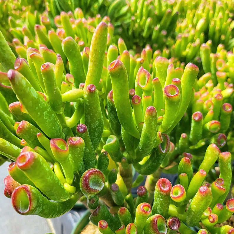🎁Last Day 70% OFF🌵 Gollum Jade Plant (ET’s Finger) — Weird, Lucky & Low Maintenance! 🍀