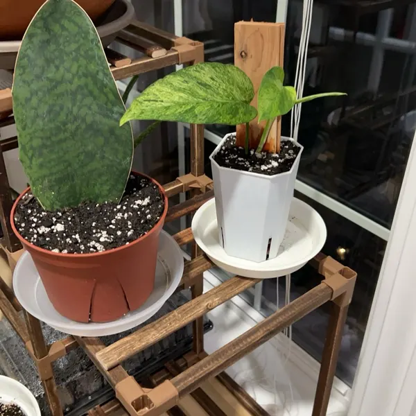 🎁Last Day 70% OFF🌿Rare Giant Whalefin Sansevieria - Thrives in 98.7% Home Conditions