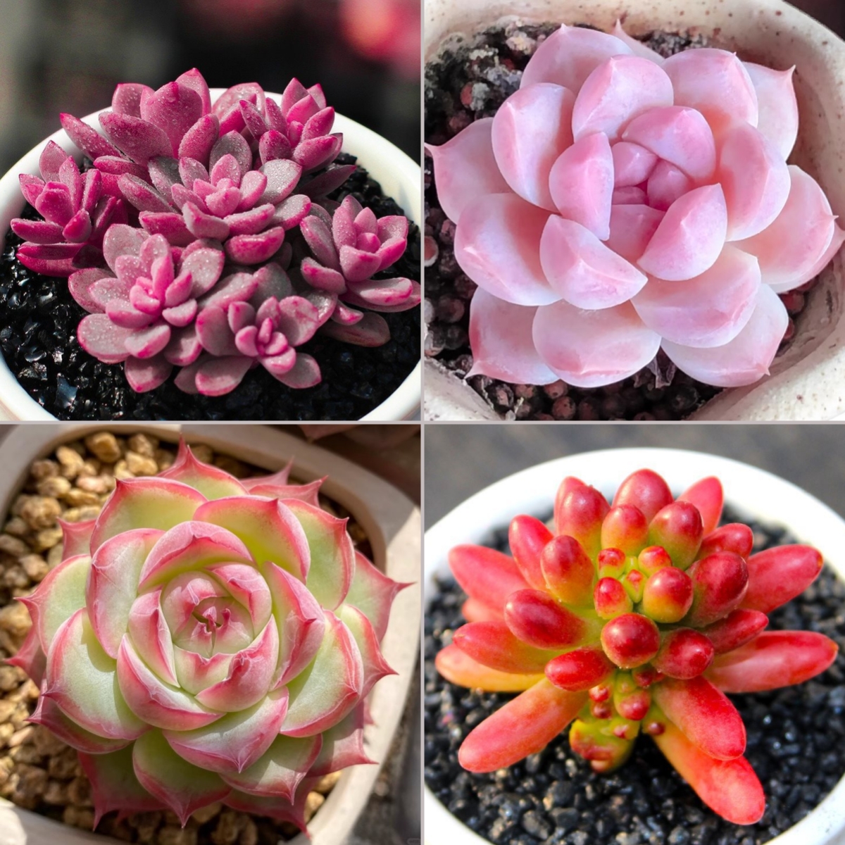 🎁Last Day 70% OFF🍃 Rare Succulents Packages Available🌿