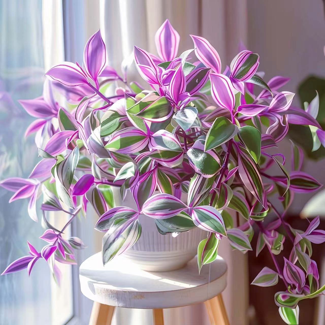 🌿 Purple Wandering Plant — Easy Care & NASA-approved Air Purifier 💜