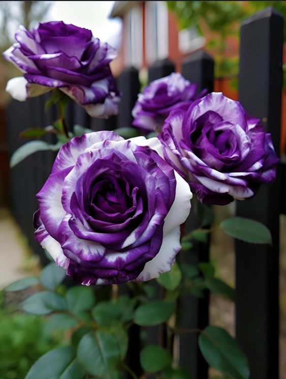 Rare Tricolor Rose 'Watercolor'