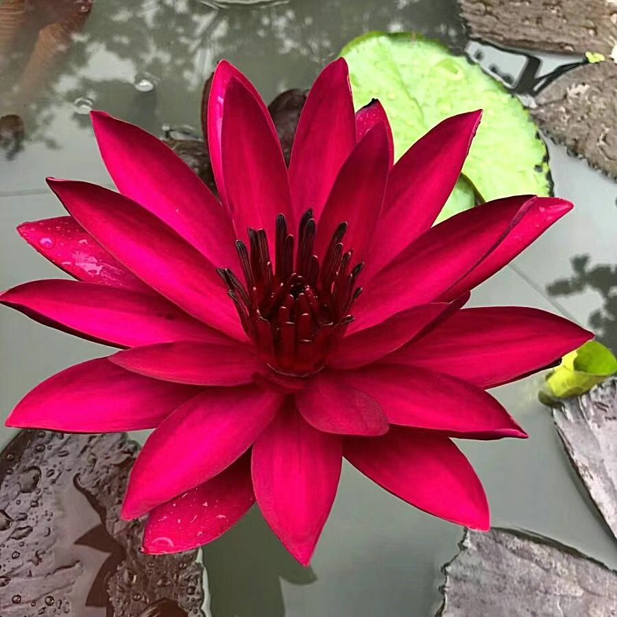 30 Samen🌸💎 SELTENE ART | 7-Tage-Keimung 🌱 2+1 GRATIS! – Nur heute! Bonsai-Schalen-Lotus-Samen