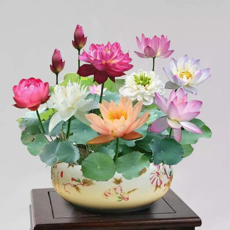 30 Samen🌸💎 SELTENE ART | 7-Tage-Keimung 🌱 2+1 GRATIS! – Nur heute! Bonsai-Schalen-Lotus-Samen