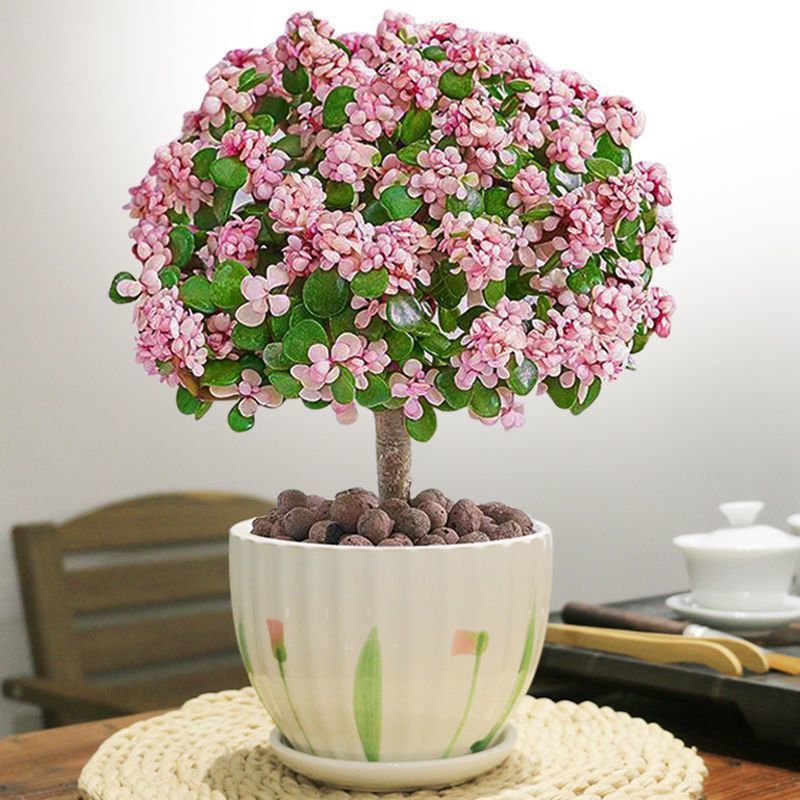 🎁Last Day 70% OFF🌺 Portulacaria afra 'Variegata' Succulents🍭