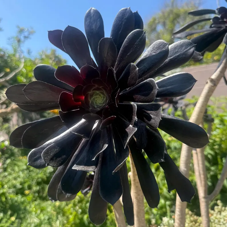 🎁Last Day 70% OFF🌑Aeonium 'Black Rose' – The Darkest Succulent You’ll Ever Grow🖤