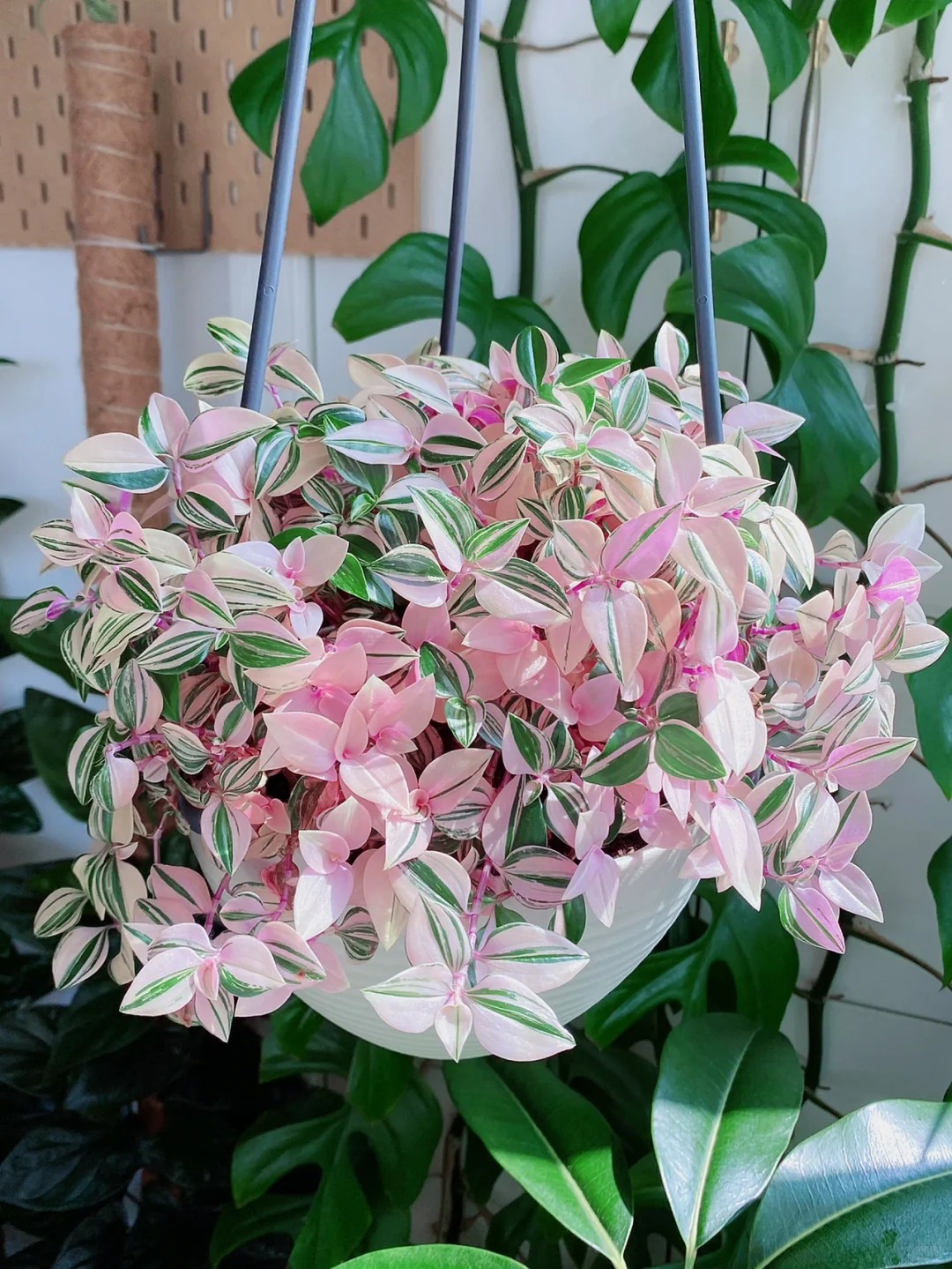 🎁Last Day 70% OFF🌿 Rare Pastel Wandering Plant — Easy Care & NASA-approved Air Purifier 🩷
