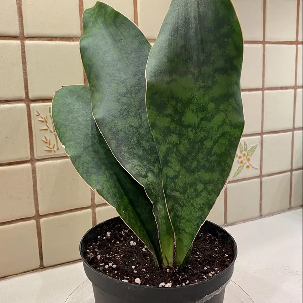 🎁Last Day 70% OFF🌿Rare Giant Whalefin Sansevieria - Thrives in 98.7% Home Conditions