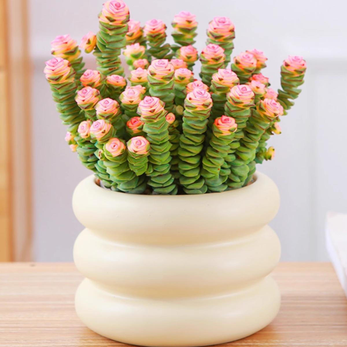 🍃Crassula Perforata – String of Buttons🌿