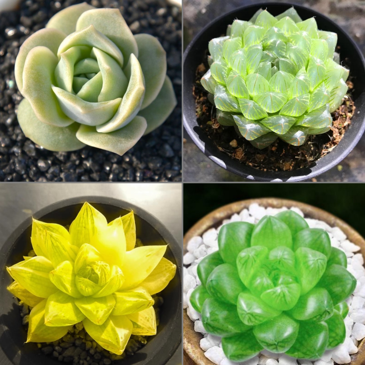 🎁Last Day 70% OFF🍃 Rare Succulents Packages Available🌿