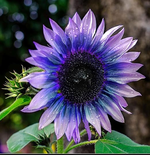 Sunflower Seeds for Planting Rare Multi Color Garden Seeds Sunflowers