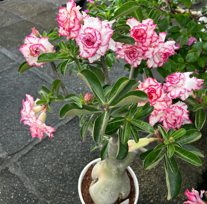 Beautiful whirlpoole - Desert Rose Seeds