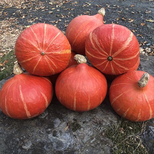 Squash Steph Kuri F1 Organic