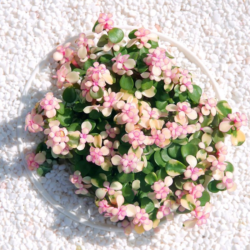 🎁Last Day 70% OFF🌺 Portulacaria afra 'Variegata' Succulents🍭