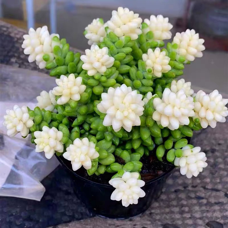 🎁Last Day 70% OFF❄️Rare White-Tipped Sedum Burrito🌿