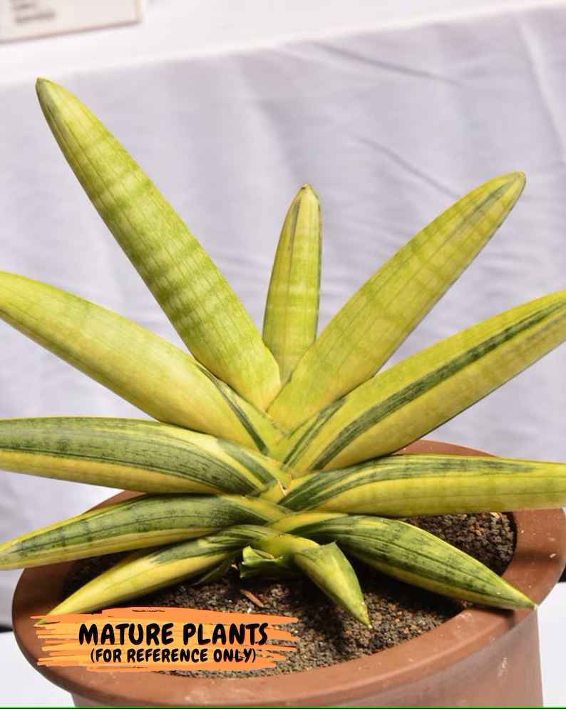 🎉Last Day 80% OFF🌿Sansevieria cylindrica 'Golden' | Rare Collector-Grade Snake Plant