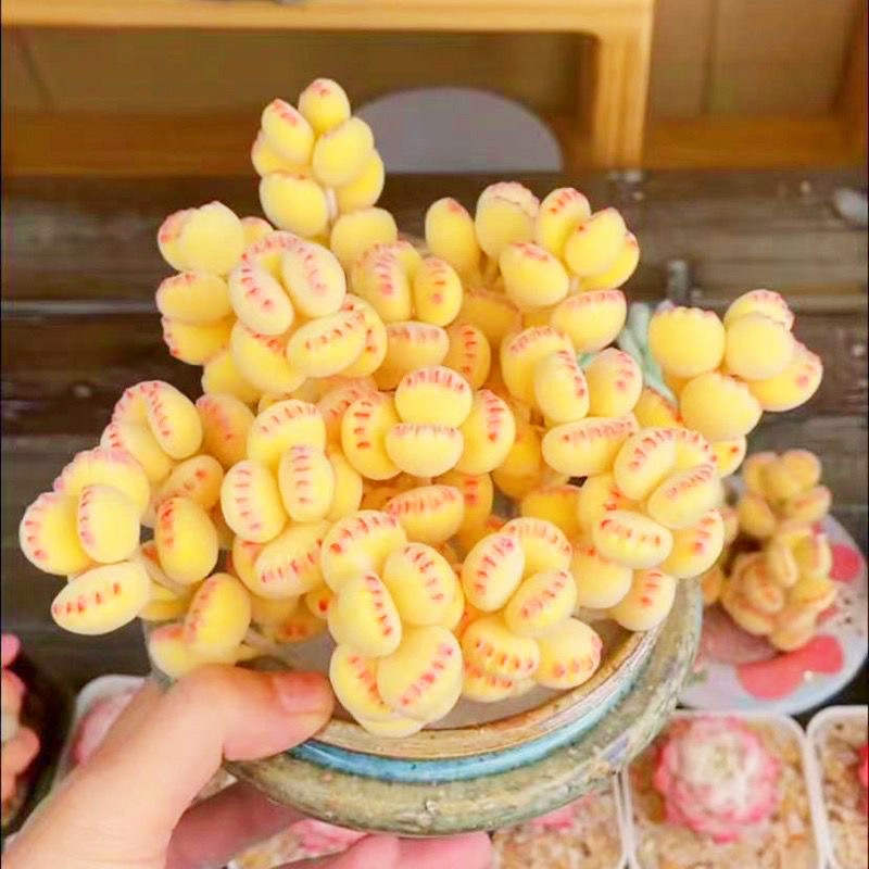 Bear Paw Succulent  - Unique Look & Colorful Charm!