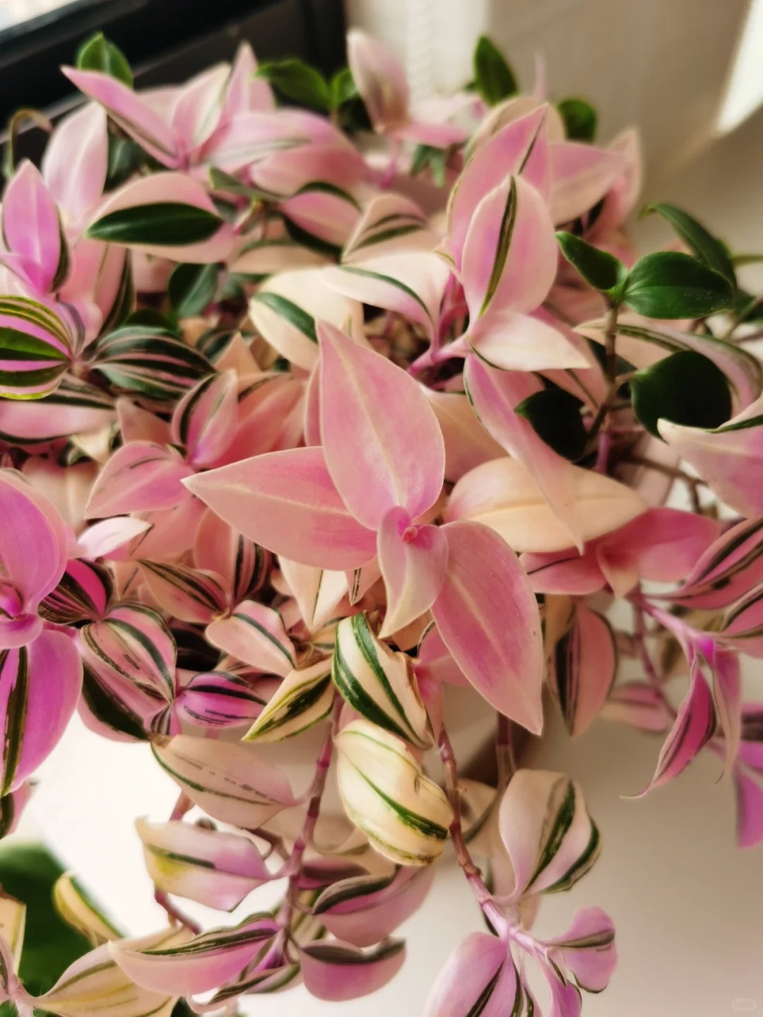 🎁Last Day 70% OFF🌿 Rare Pastel Wandering Plant — Easy Care & NASA-approved Air Purifier 🩷
