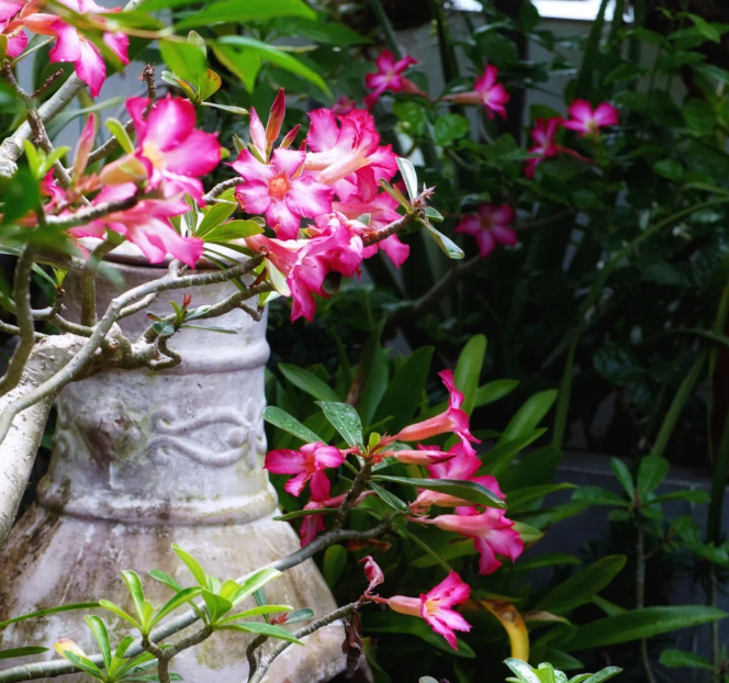 Pink Ladye??oDesert Rose Seeds