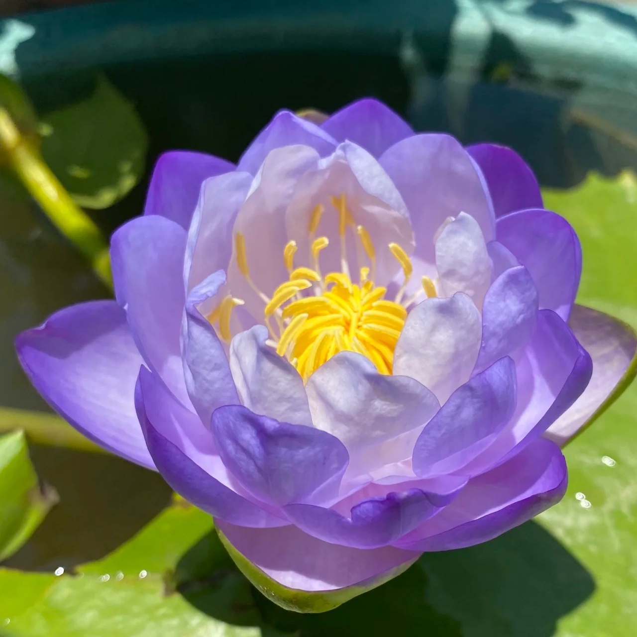 【7 days germination】The Sacred Bonsai Bowl Lotus Flower (Mix Color)