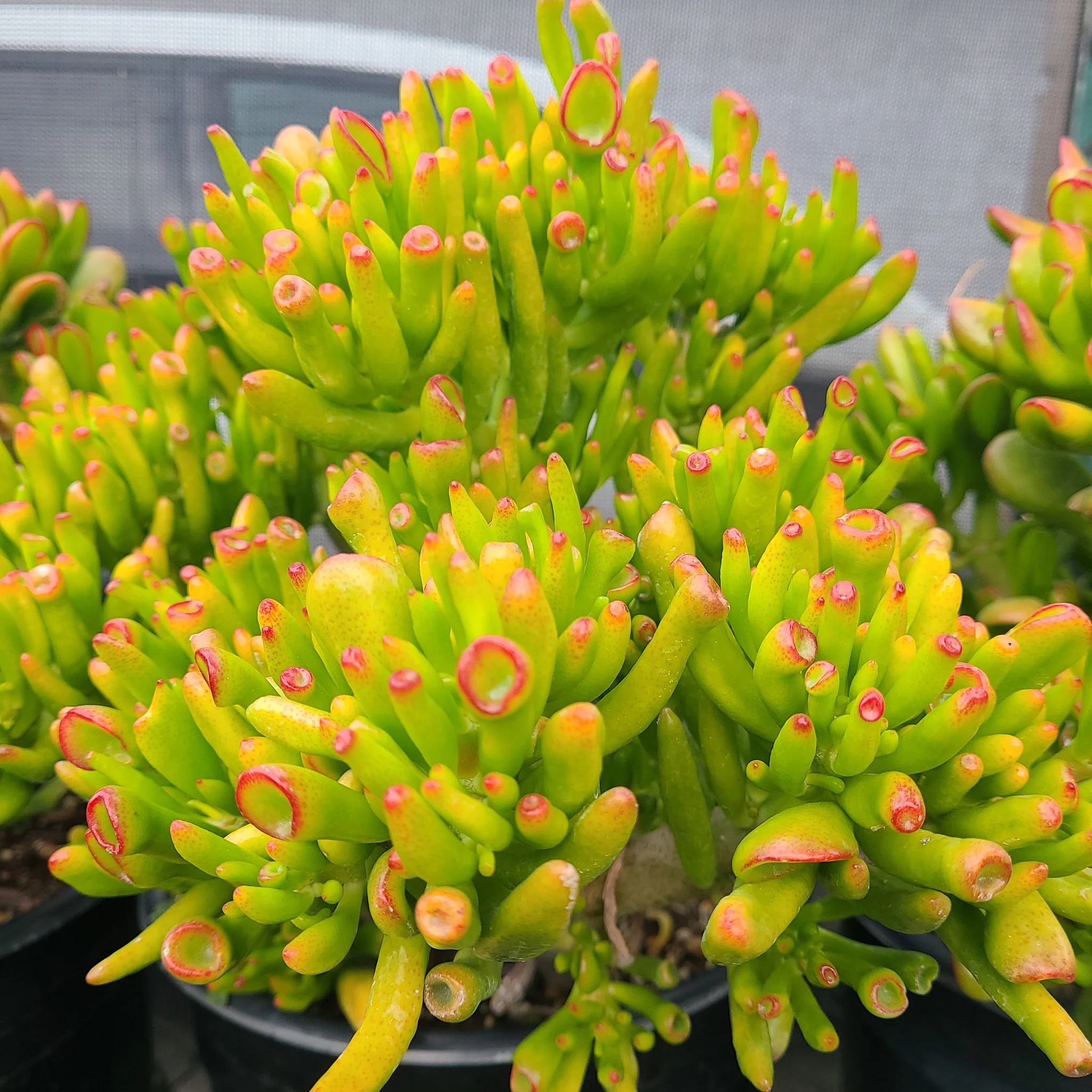 🎁Last Day 70% OFF🌵 Gollum Jade Plant (ET’s Finger) — Weird, Lucky & Low Maintenance! 🍀