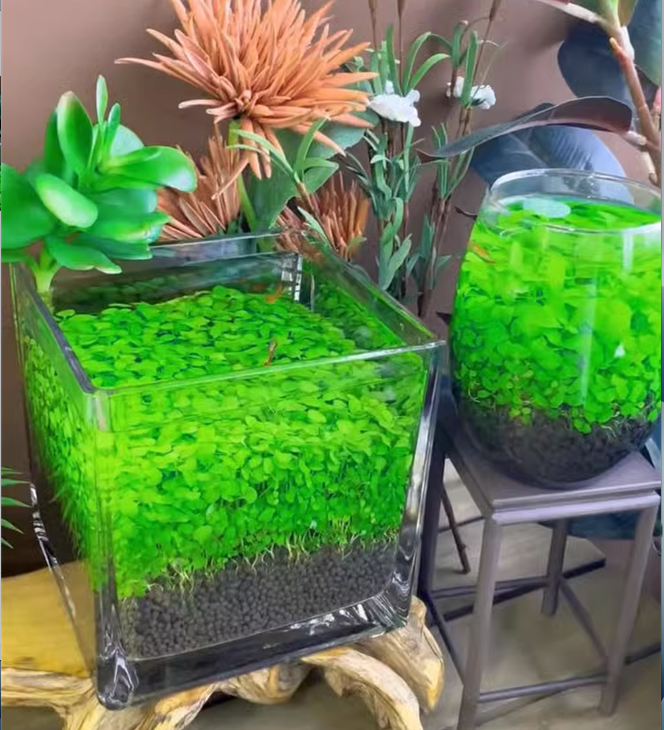 e???Air Purifying Fish Tank Aquatic Plant Seeds