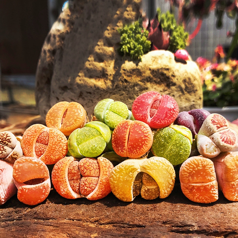 🎁Last Day 70% OFF🪨Lithops Succulent — 🎨Colorful Stone Shape & Easy Care