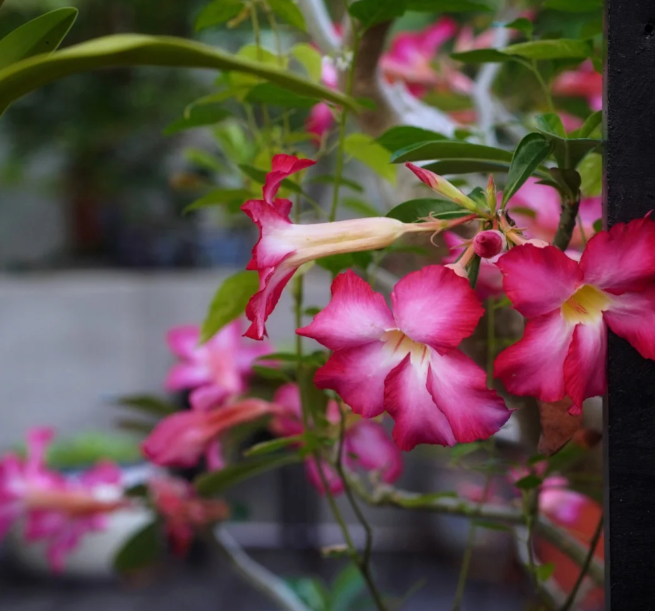 Pink Ladye??oDesert Rose Seeds