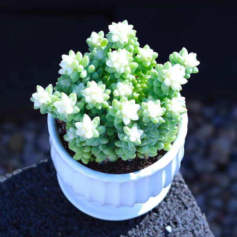 🎁Last Day 70% OFF❄️Rare White-Tipped Sedum Burrito🌿