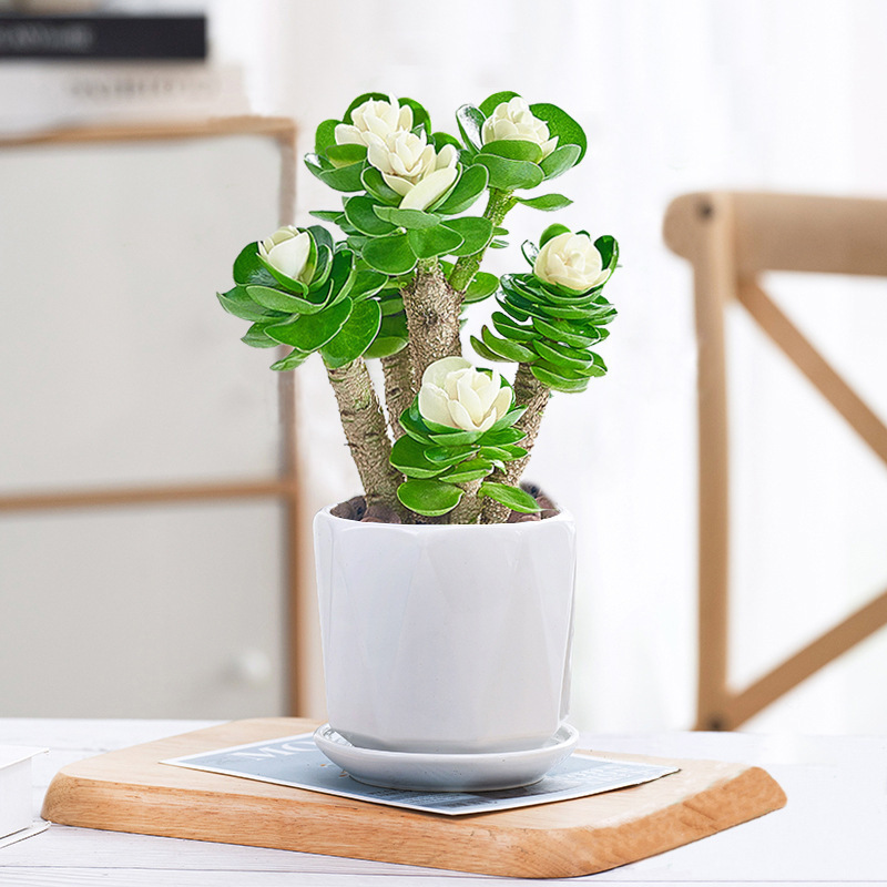 🎁Last Day 70% OFF🍀Rare White-Tipped Jade Plant – Symbol of Prosperity & Peace🌿