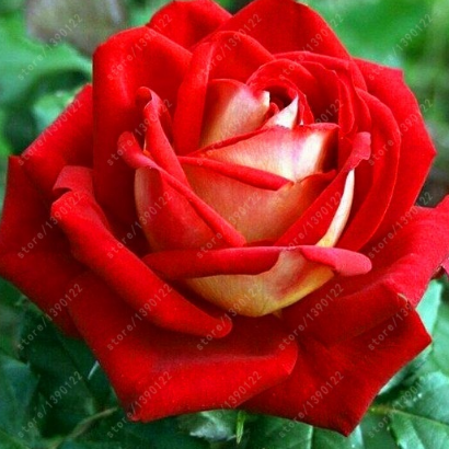 20 Pcs/bag Black Rose Flower Colorful Rose Petals Plant Seeds for Home Garden