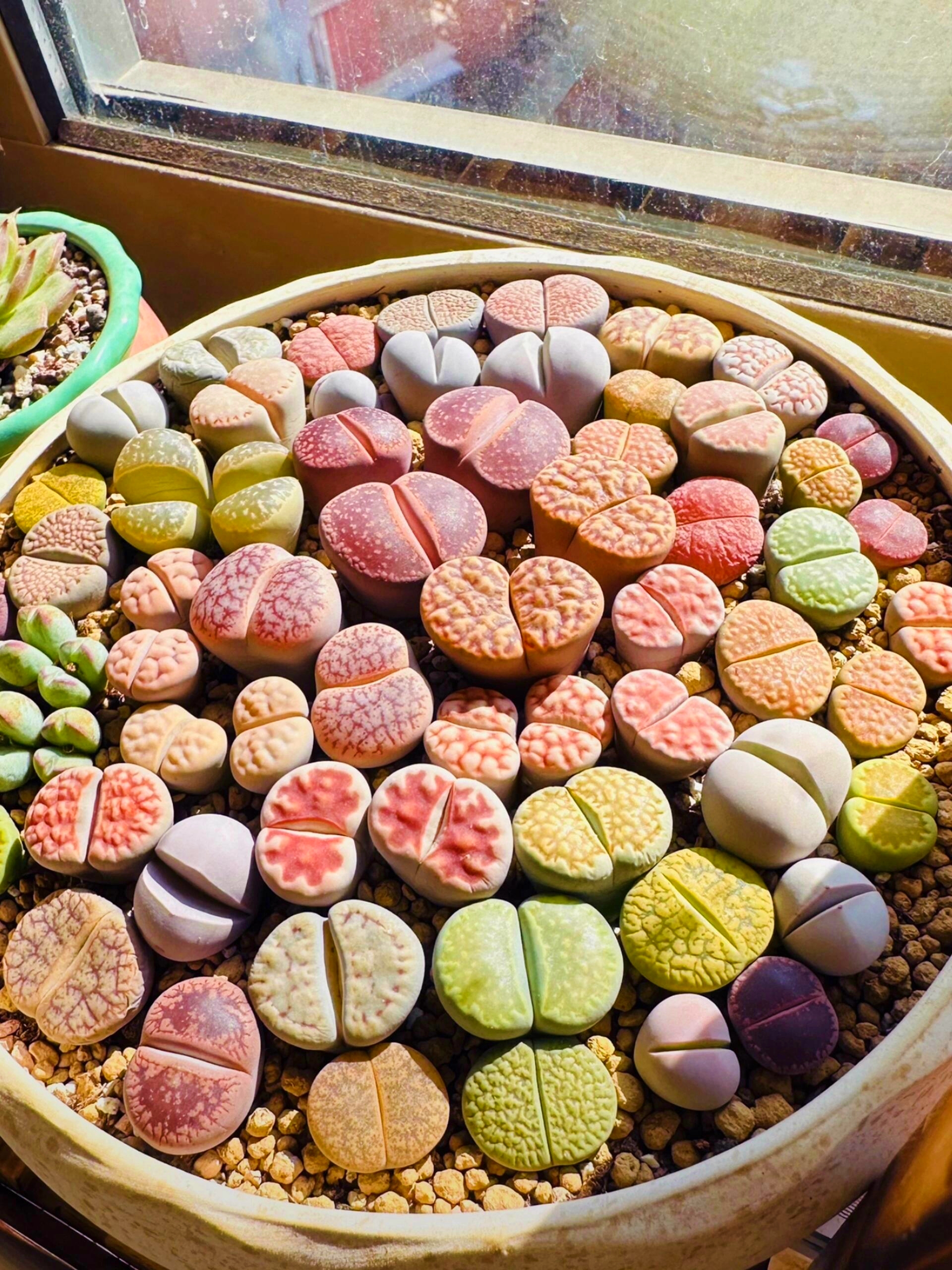 🎁Last Day 70% OFF🪨Lithops Succulent — 🎨Colorful Stone Shape & Easy Care