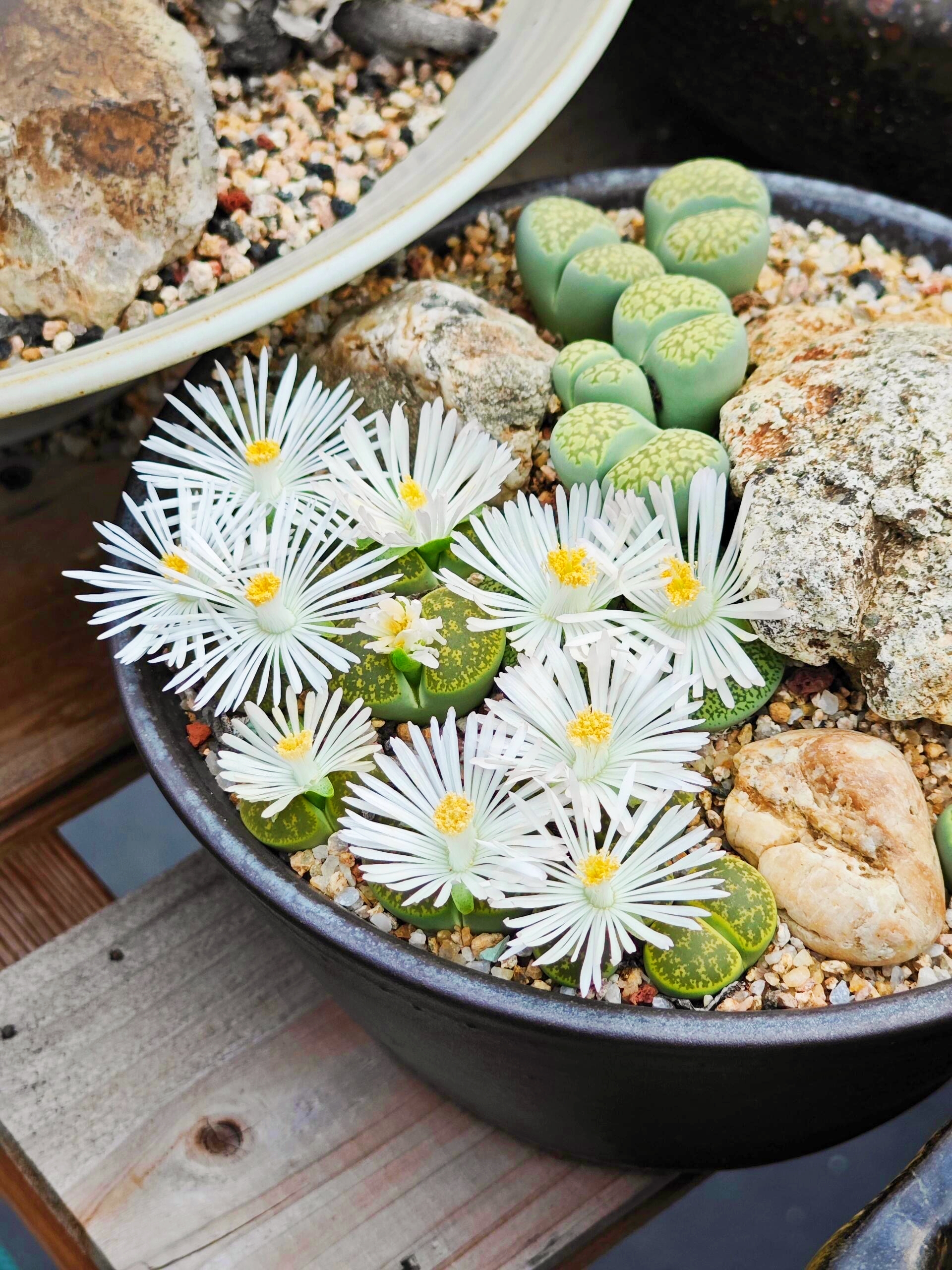 🎁Last Day 70% OFF🪨Lithops Succulent — 🎨Colorful Stone Shape & Easy Care