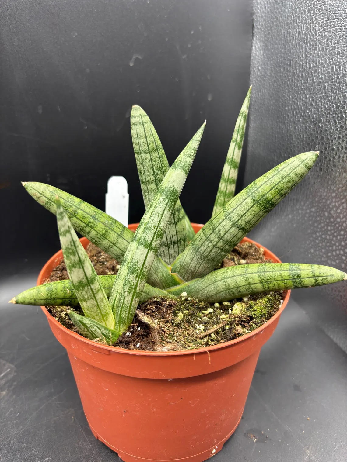 🎉Last Day 80% OFF🌿Sansevieria cylindrica 'Golden' | Rare Collector-Grade Snake Plant