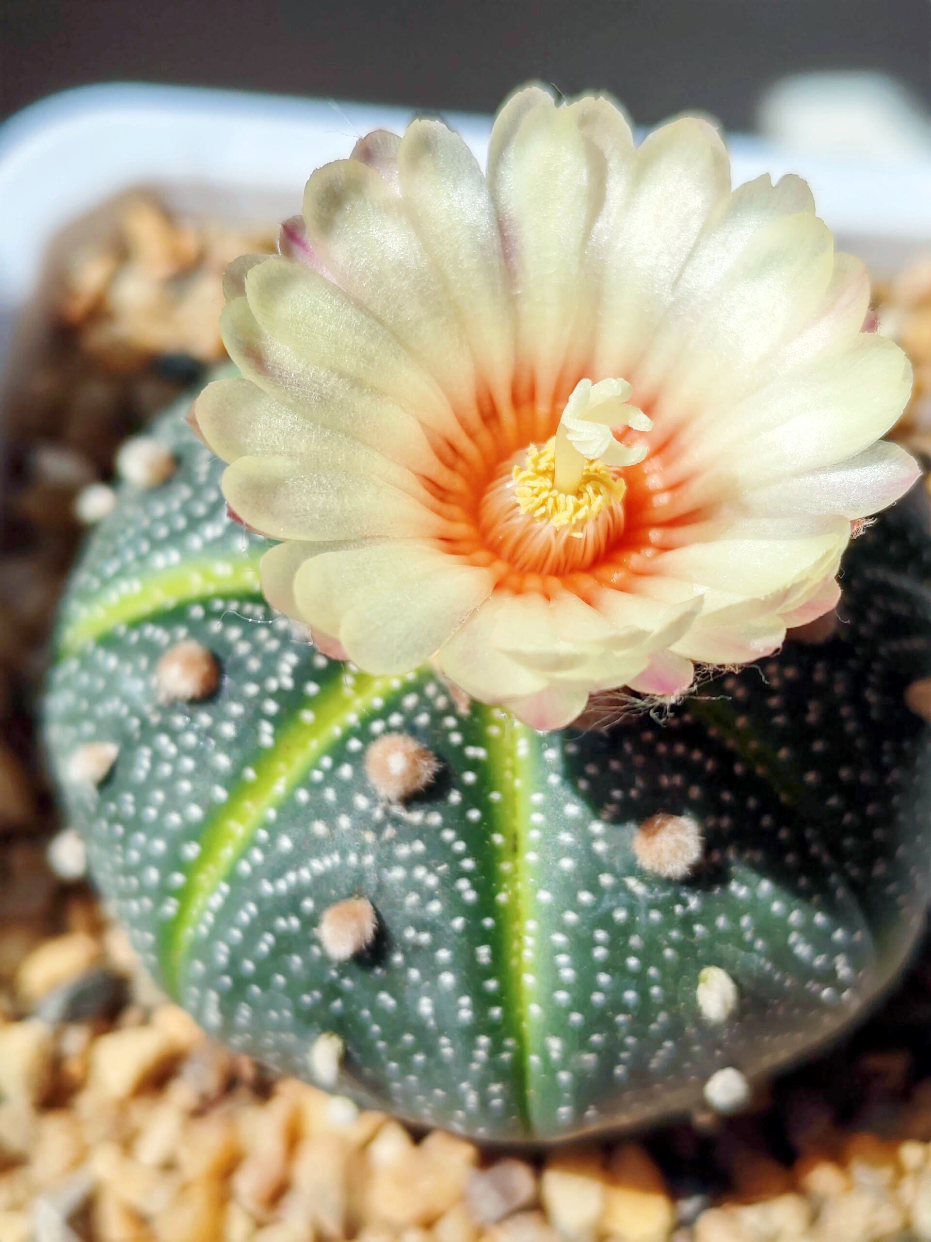 Last Day 70% OFF🌵Golden Astrophytum – Unique Cactus That Blooms in Magical Colors🌈