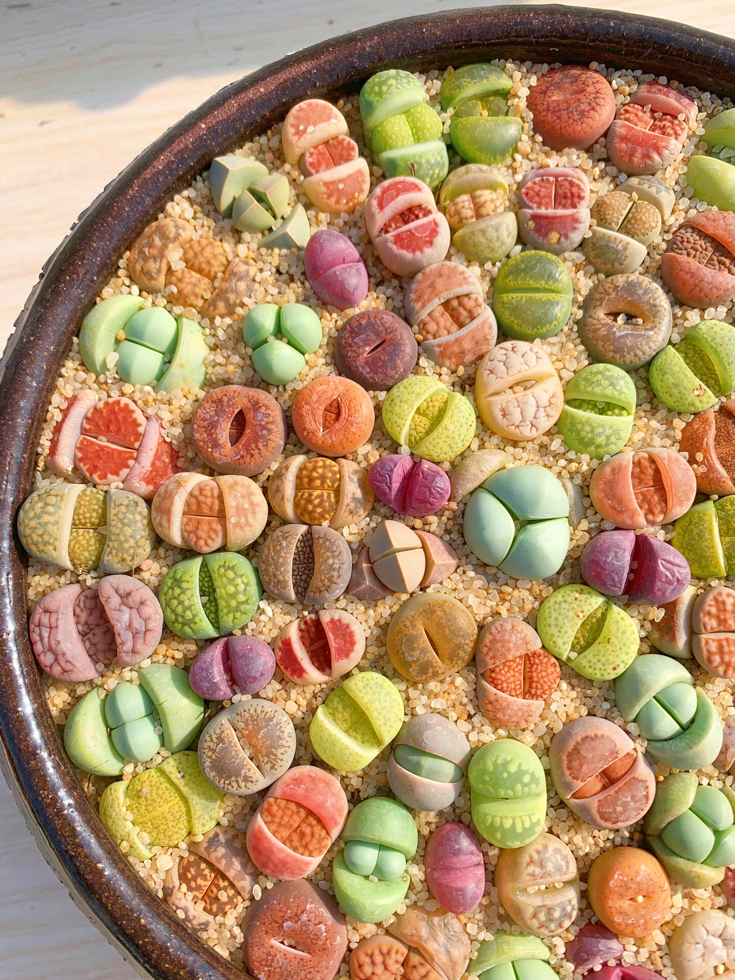 🎁Last Day 70% OFF🪨Lithops Succulent — 🎨Colorful Stone Shape & Easy Care