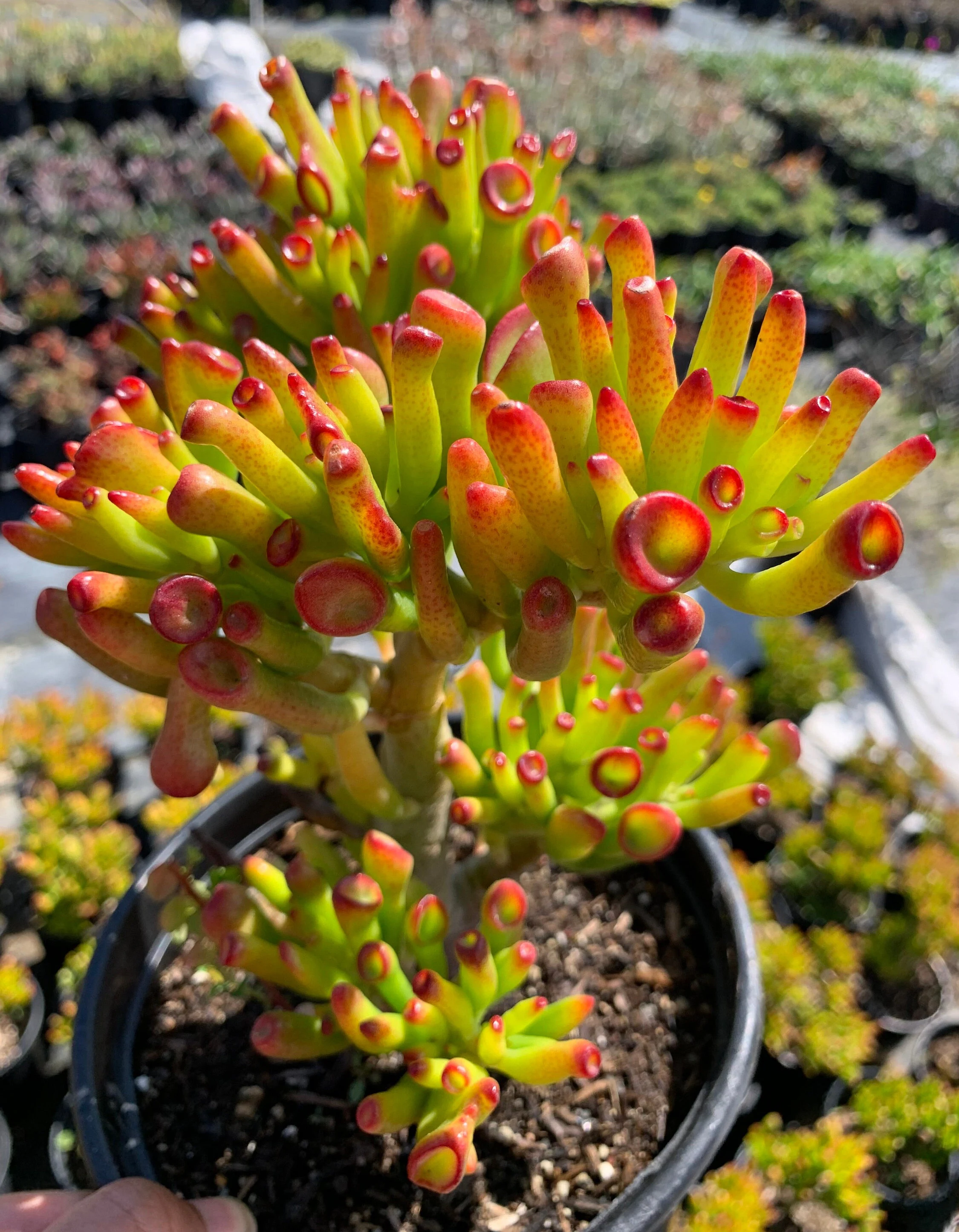 🎁Last Day 70% OFF🌵 Gollum Jade Plant (ET’s Finger) — Weird, Lucky & Low Maintenance! 🍀