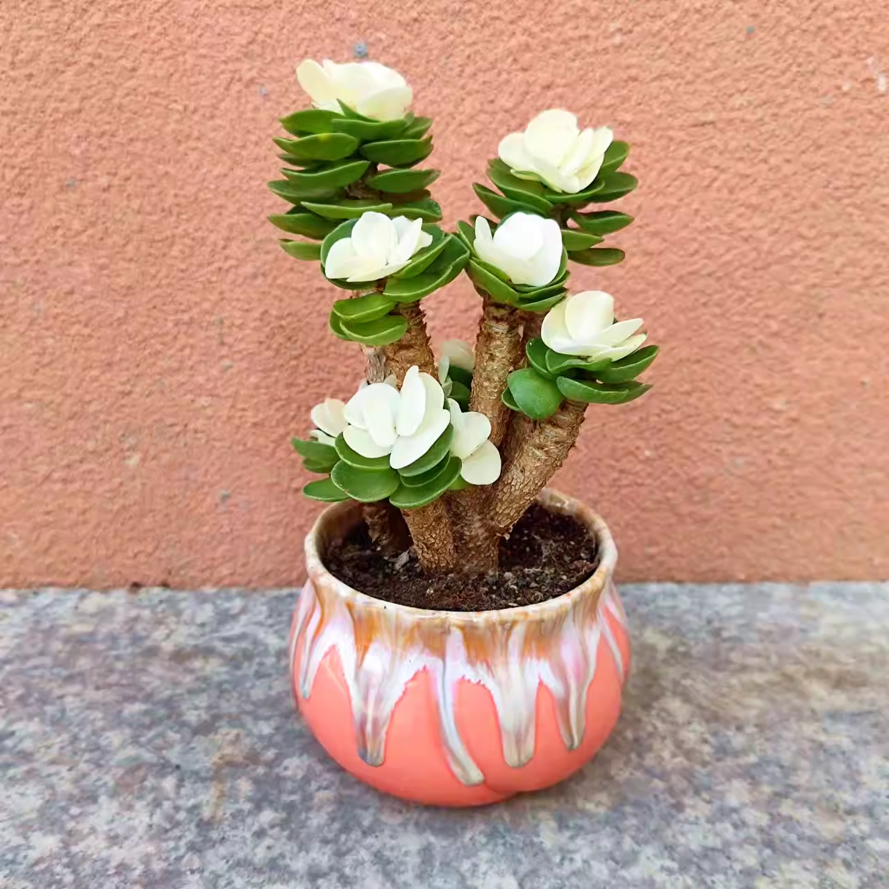 🎁Last Day 70% OFF🍀Rare White-Tipped Jade Plant – Symbol of Prosperity & Peace🌿