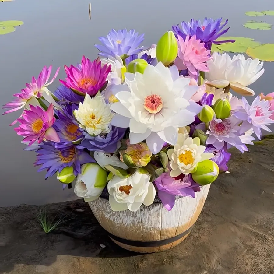 30 Samen🌸💎 SELTENE ART | 7-Tage-Keimung 🌱 2+1 GRATIS! – Nur heute! Bonsai-Schalen-Lotus-Samen