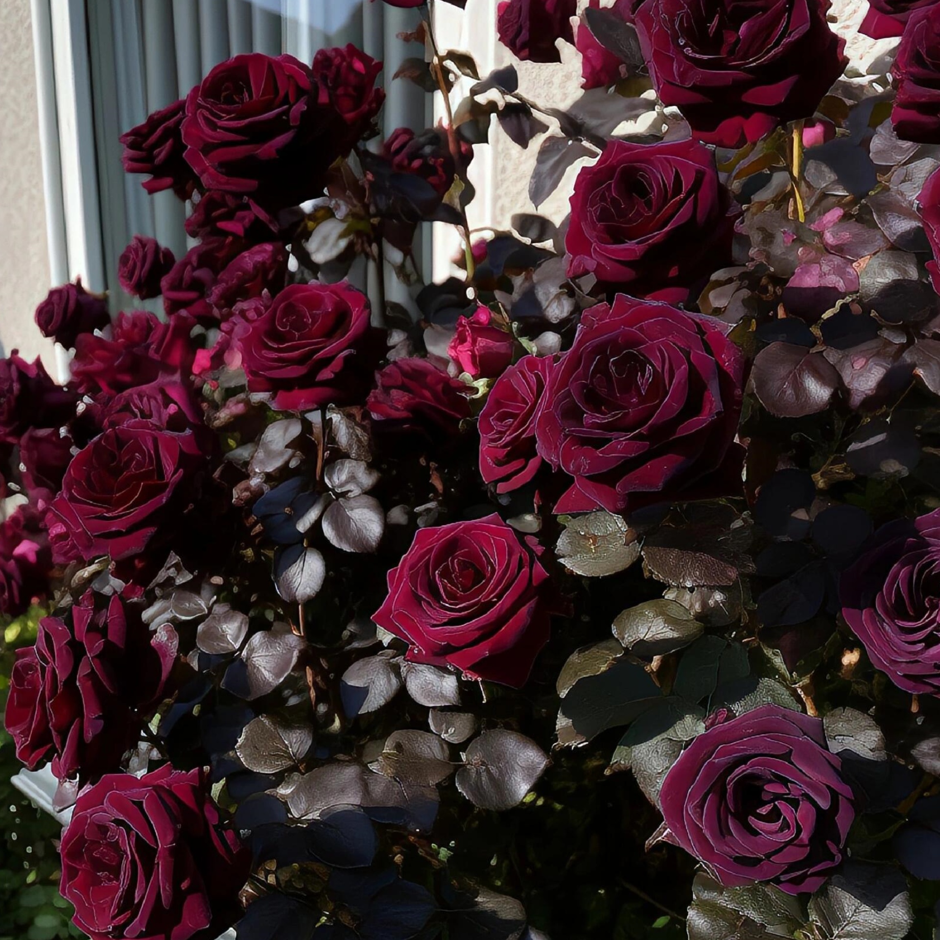 🌹【7 days germination】Last Day Up to 80% OFF💐Beautiful Climbing Rose Seeds