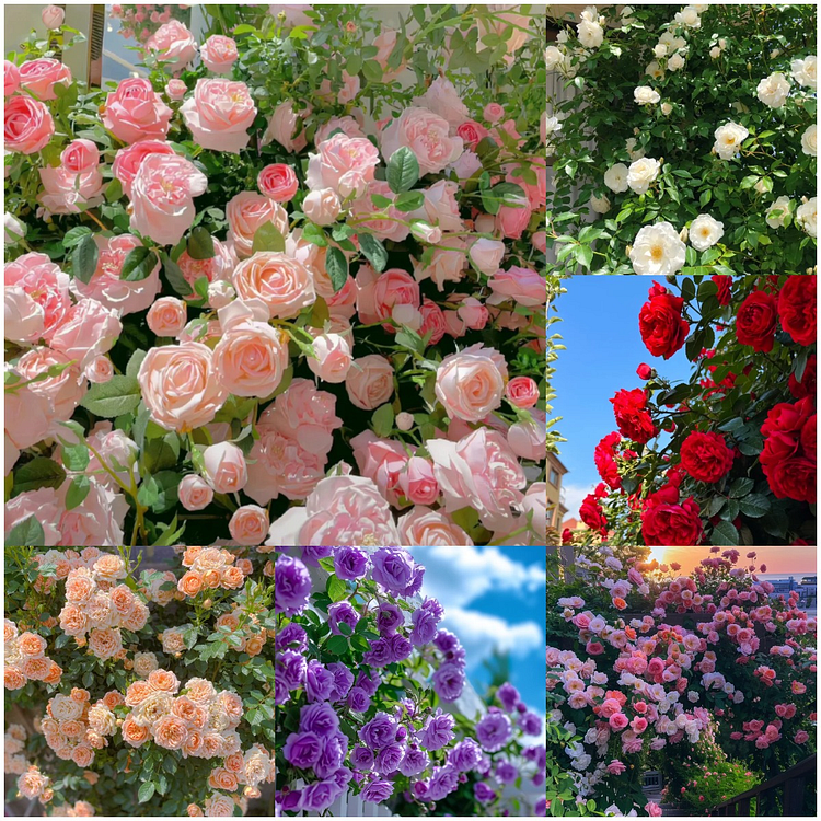 🌹【7 days germination】Last Day Up to 80% OFF💐Beautiful Climbing Rose Seeds