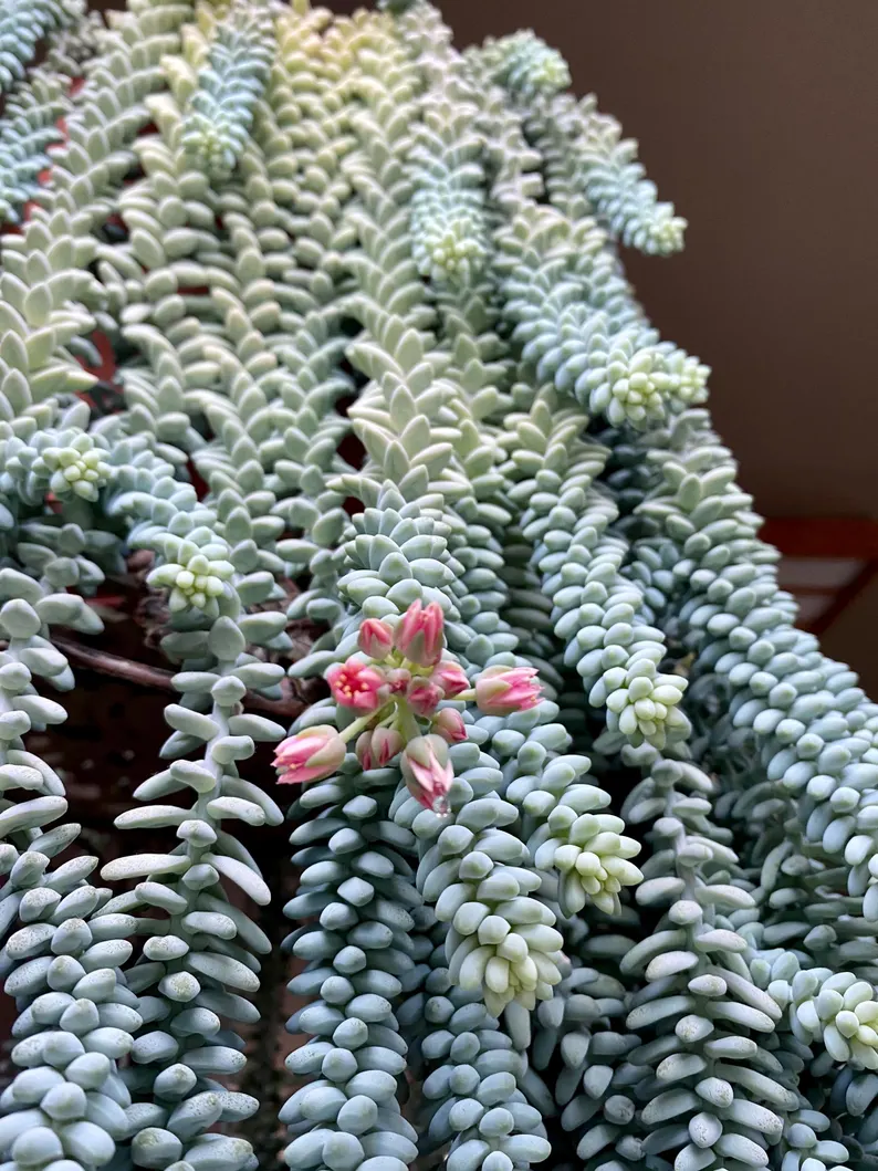 🎁Last Day 70% OFF❄️Rare White-Tipped Sedum Burrito🌿