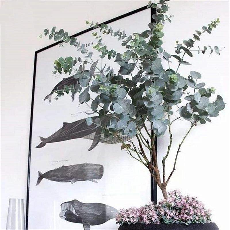 Egrow 50 Pcs/Pack Eucalyptus Seeds Silver Dollar Tree Eucalyptus Cinerea