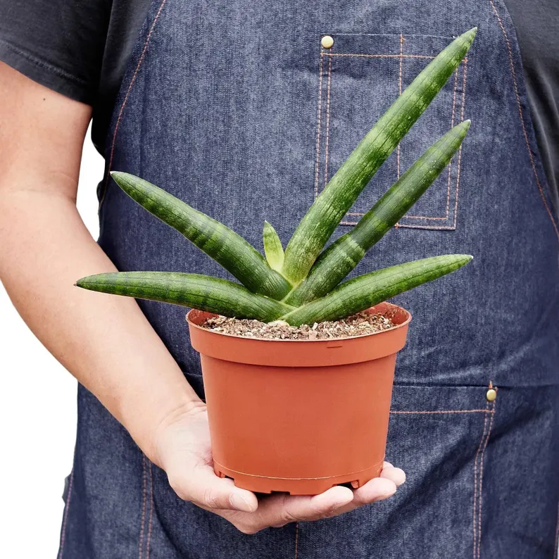 🎉Last Day 80% OFF🌿Sansevieria cylindrica 'Golden' | Rare Collector-Grade Snake Plant