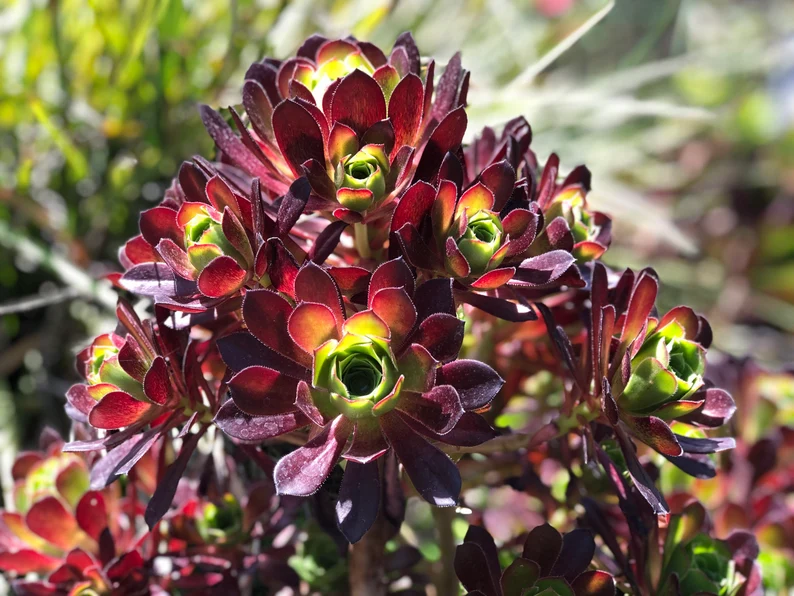 🎁Last Day 70% OFF🌑Aeonium 'Black Rose' – The Darkest Succulent You’ll Ever Grow🖤