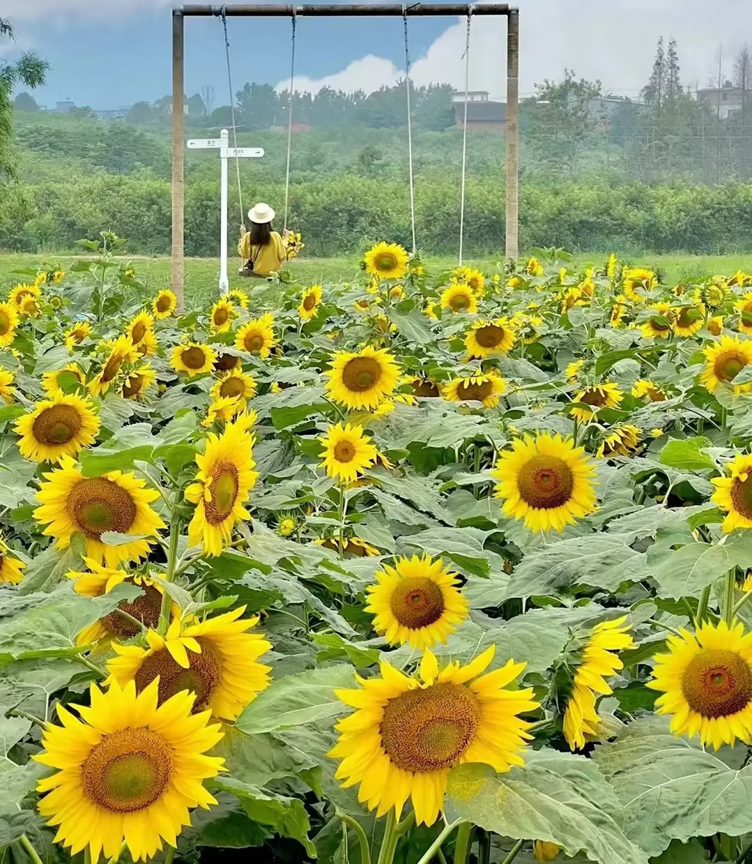 Multi-headed sunflower seeds