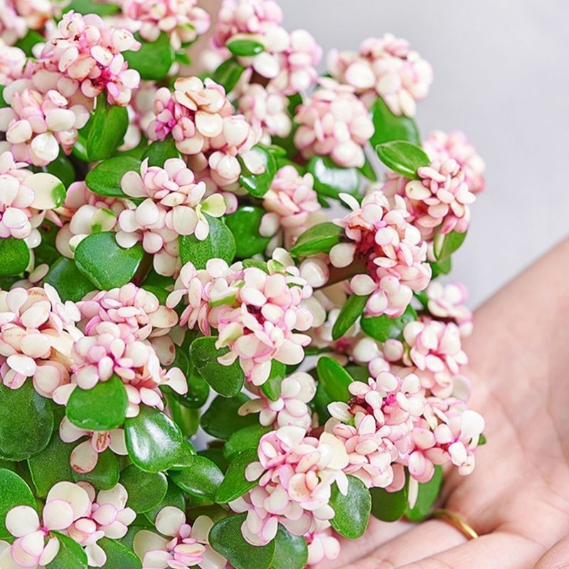 🎁Last Day 70% OFF🌺 Portulacaria afra 'Variegata' Succulents🍭